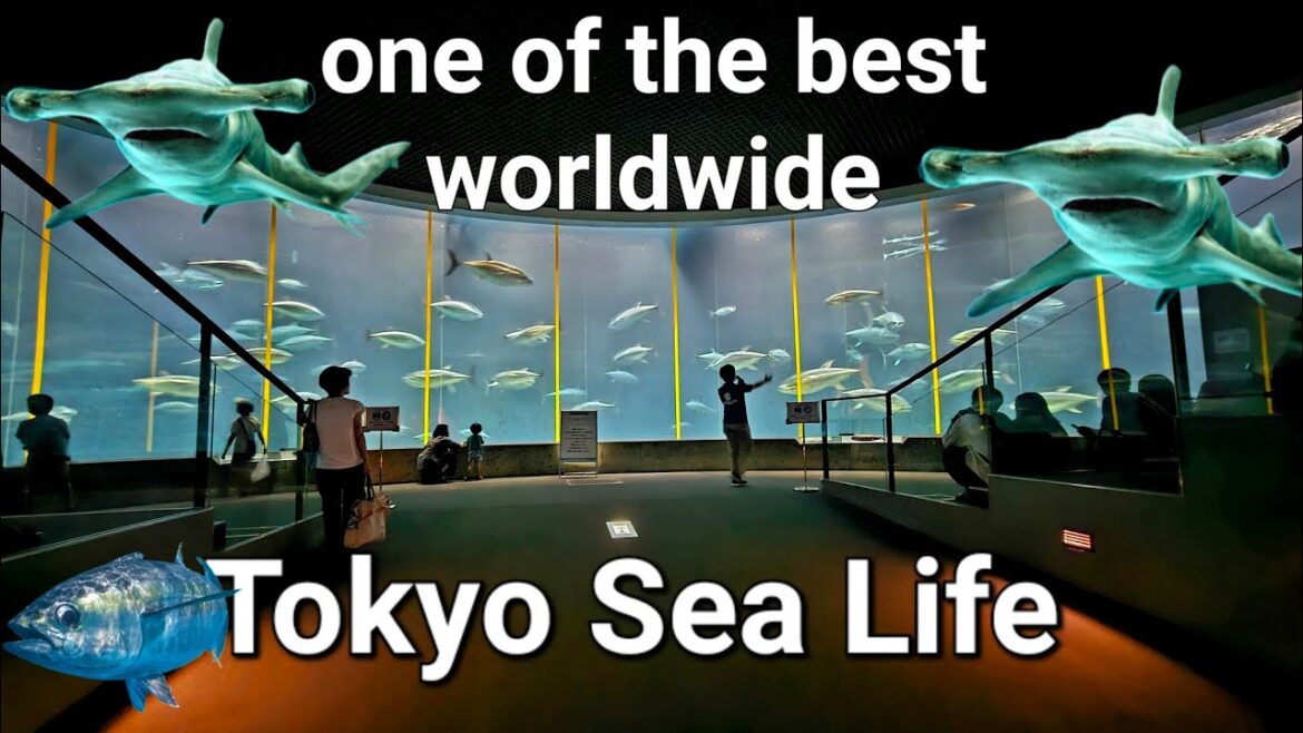 Visit with us one of the best aquariums worldwide.Tokyo Seelife●Kasai Rinkai Park.Walkingtour.4K UHD Visit with us one of the best aquariums worldwide.Tokyo Seelife●Kasai Rinkai Park.Walkingtour.4K UHD