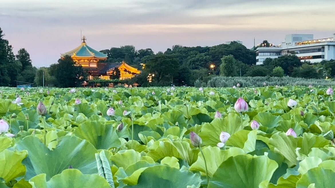 [Japan Travel] Ueno Street Food Festival and Lotus Flowers