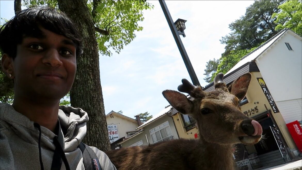 Meeting Some Friendly Deer at Miyajima Island π―π΅ Meeting Some Friendly Deer at Miyajima Island π―π΅
