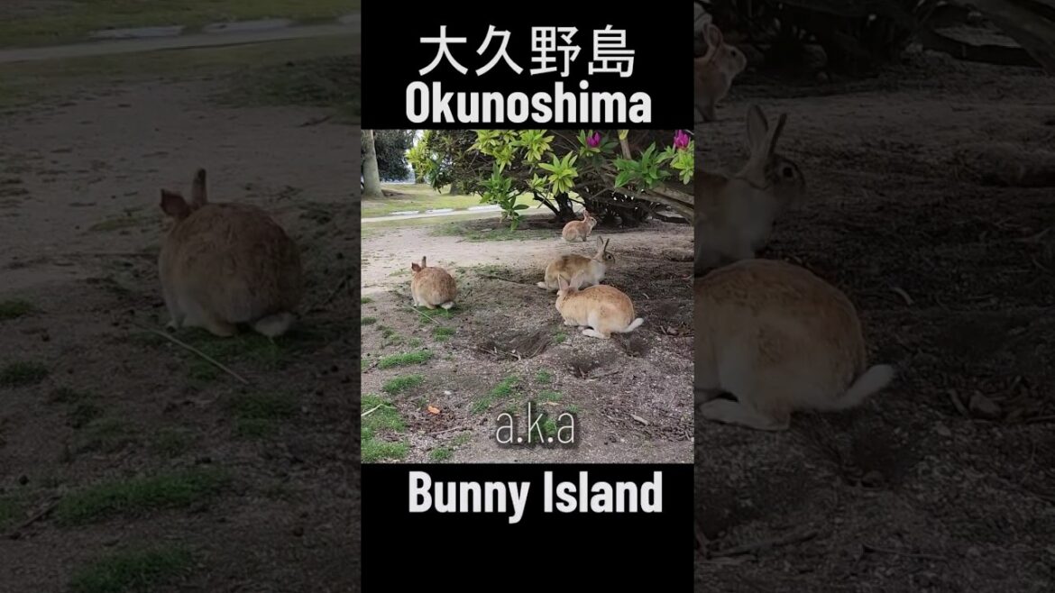 Hopping into a world of fluffy wonders! π°β¨ @ Okunoshima Rabbit Island Hopping into a world of fluffy wonders! π°β¨ @ Okunoshima Rabbit Island