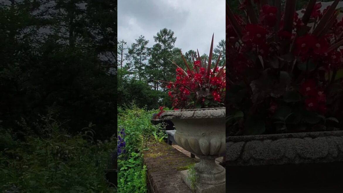 カフェテラスから見たガーデン カフェテラスから見たガーデン