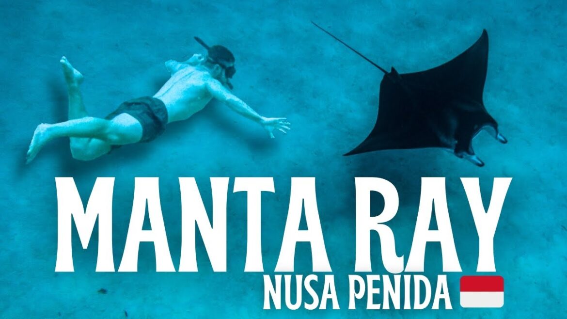Snorkeling with Manta Rays & Wild Dolphins in Nusa Penida Bali 🇮🇩 Indonesia Travel Vlog Snorkeling with Manta Rays & Wild Dolphins in Nusa Penida Bali 🇮🇩 Indonesia Travel Vlog