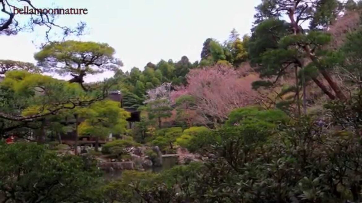 JAPAN ڰڰۣ🌸ڰۣڿڰۣڿ JAPAN ڰڰۣ🌸ڰۣڿڰۣڿ