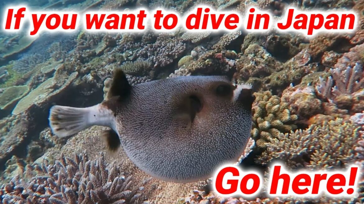 Jet scooter & diving experience in Iejima, Japan! #Island #Diving #Ocean #Experience #Outdoor#Travel Jet scooter & diving experience in Iejima, Japan! #Island #Diving #Ocean #Experience #Outdoor#Travel