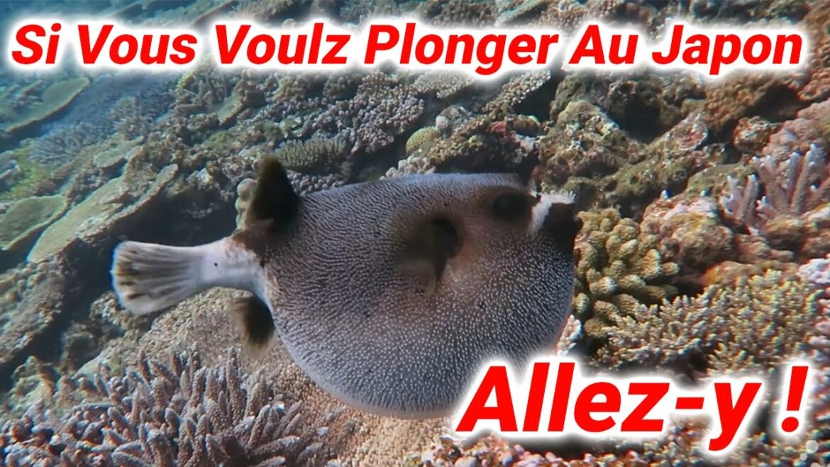 Jet scooter et expérience de plongée à Iejima, au Japon! #Island #Plongée #Océan #Pleinair #Voyage Jet scooter et expérience de plongée à Iejima, au Japon! #Island #Plongée #Océan #Pleinair #Voyage