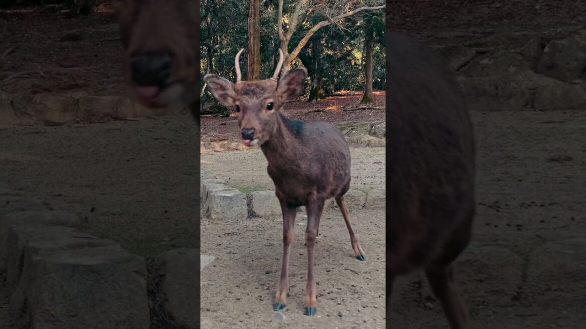 Sika deer in Nara Sika deer in Nara