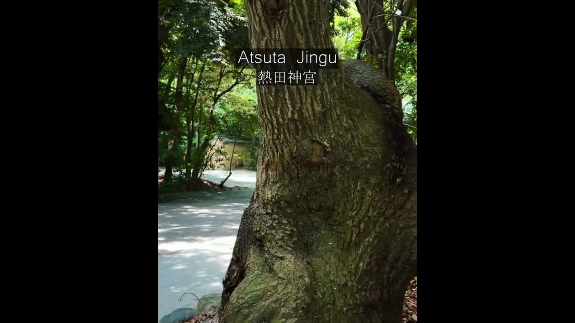 Atsuta Shrine. Atsuta Jingu in Japan Nagoya #japan #reels #travel #nagoya #ticktock #shorts Atsuta Shrine. Atsuta Jingu in Japan Nagoya #japan #reels #travel #nagoya #ticktock #shorts