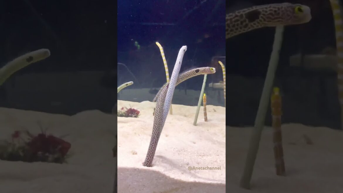 Dancing Saltwater Garden Eels#Kyoto Aquarium