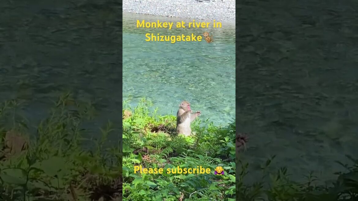 【JAPAN】Monkey at river in Shizugatake #pleasesubscribe #shorts #travel #trip #climbing  #mountain