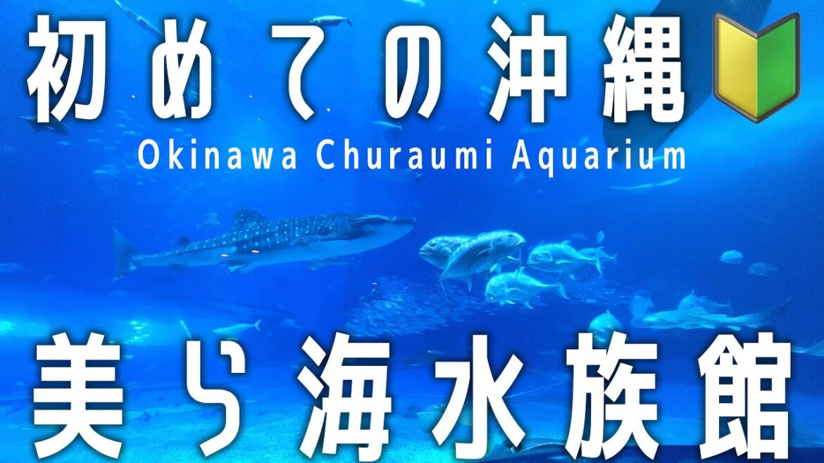 【初めて行く方必見!】見どころ&アクセス|沖縄美ら海水族館|沖縄旅行vlog 【初めて行く方必見!】見どころ&アクセス|沖縄美ら海水族館|沖縄旅行vlog