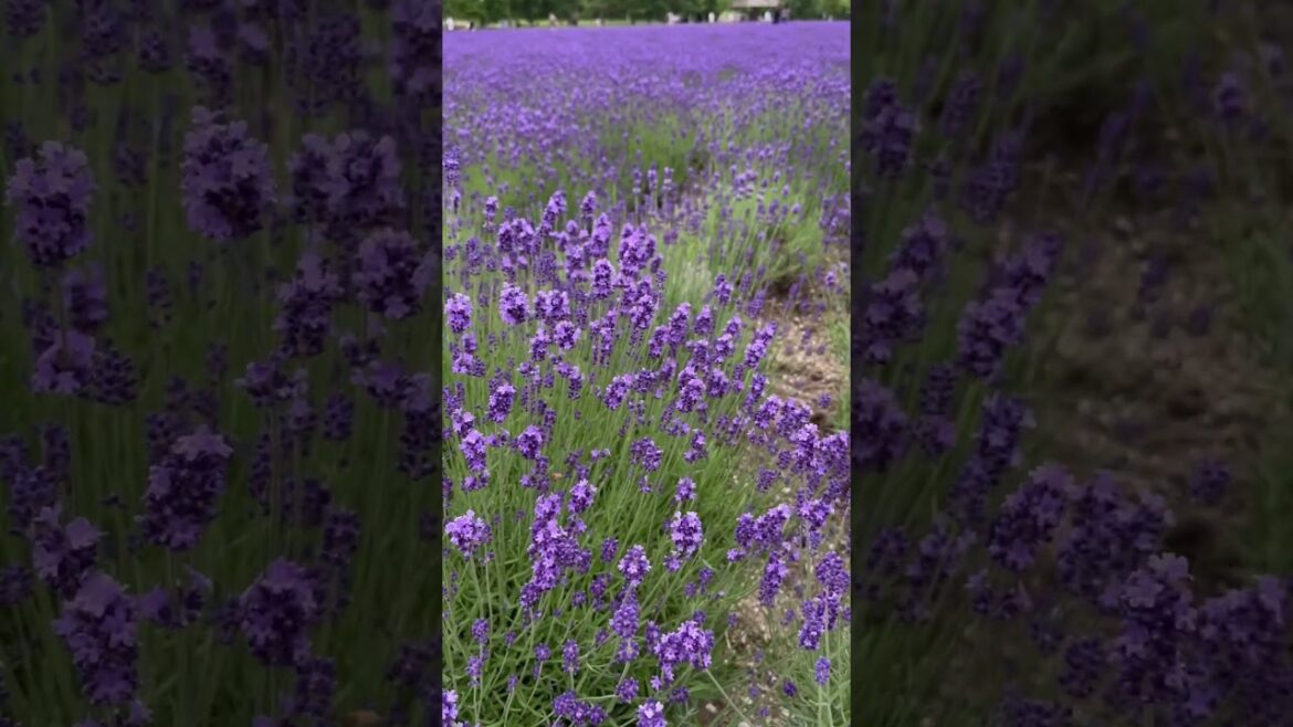 Farm Tomita (Nakafurano, Hokkaido JP)