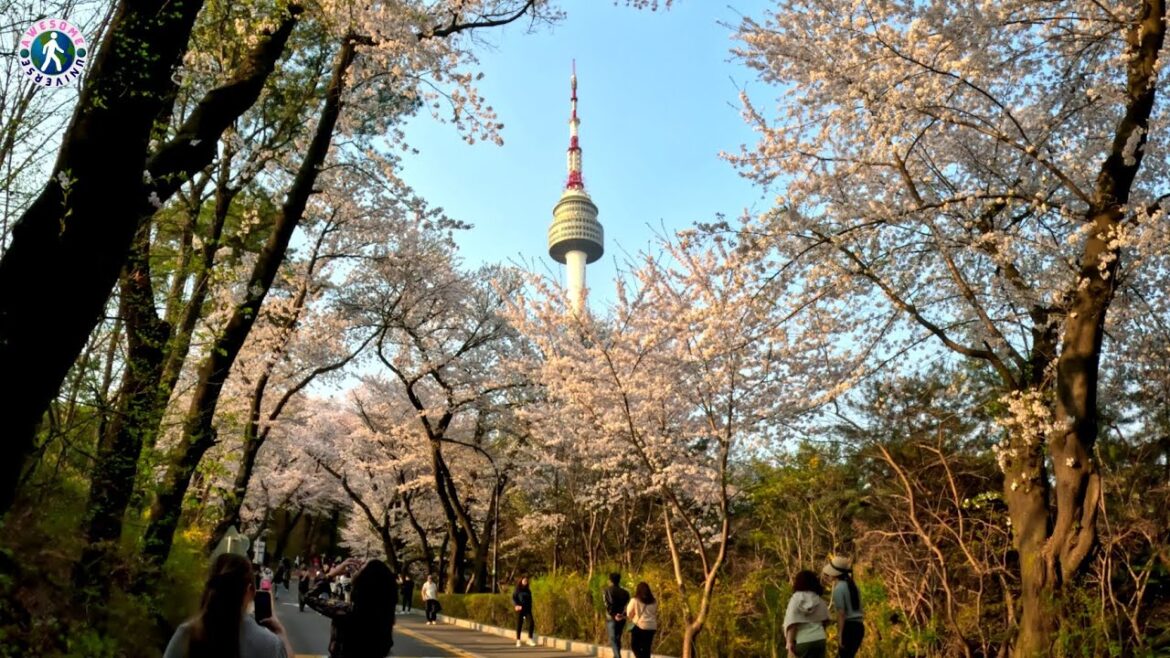 [4K HDR] Cherry Blossom Seoul 2023 at N Seoul Tower | Walking Tour Korea N서울타워 벚꽃