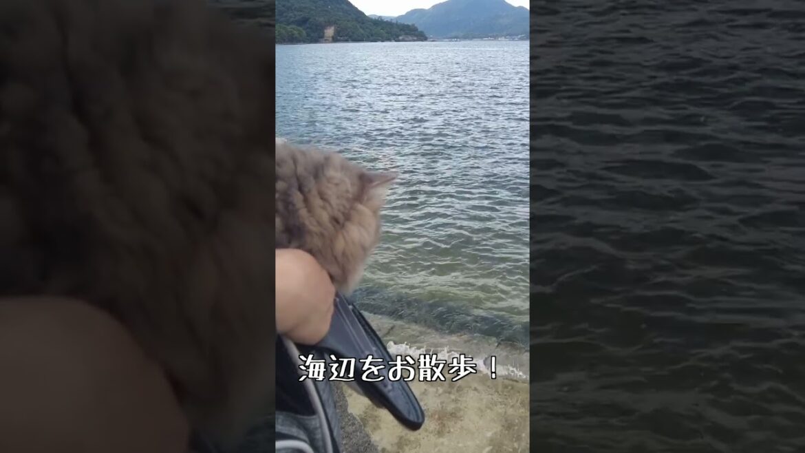 宮島の海べを猫とお散歩! 世界遺産の島 #shorts 宮島の海べを猫とお散歩! 世界遺産の島 #shorts