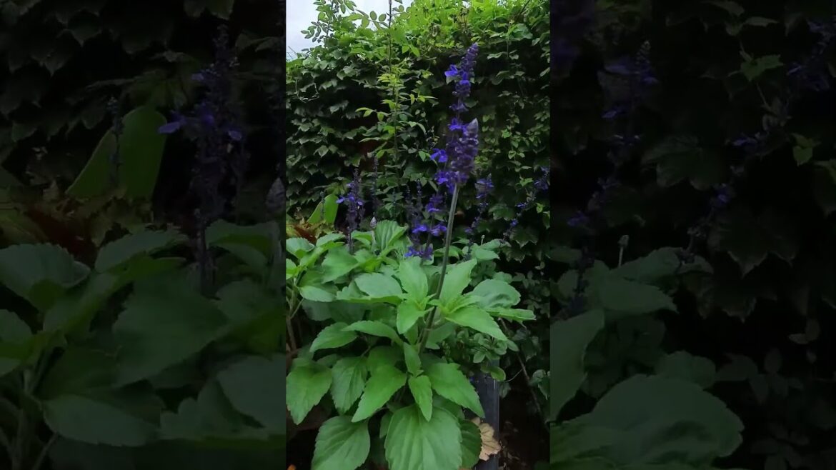 ガーデンの寄せ植え カフェテラスの背景とともに バラクライングリッシュガーデン ガーデンの寄せ植え カフェテラスの背景とともに バラクライングリッシュガーデン