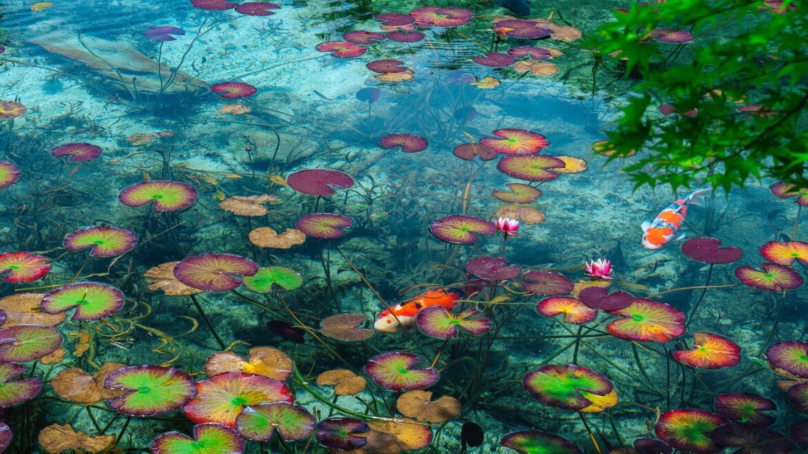 Monet’s Pond: A Tranquil Masterpiece Amidst Nature’s Canvas | Gifu, Japan Trip Monet's Pond: A Tranquil Masterpiece Amidst Nature's Canvas | Gifu, Japan Trip