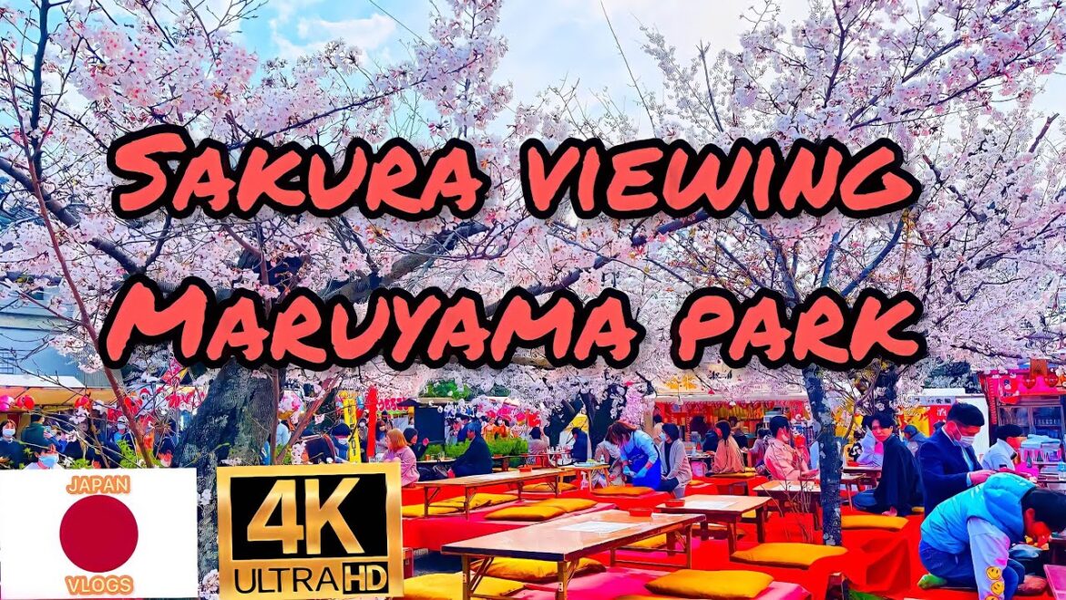 japan best sakura Maruyama park kyoto japan 2022 japan best sakura Maruyama park kyoto japan 2022
