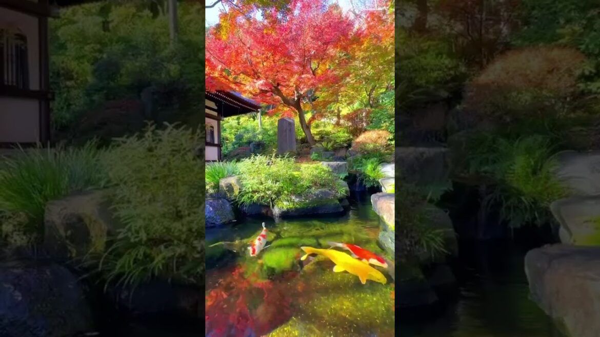 Japan is a dream ✨ #travel #shorts #youtubeshorts #explore