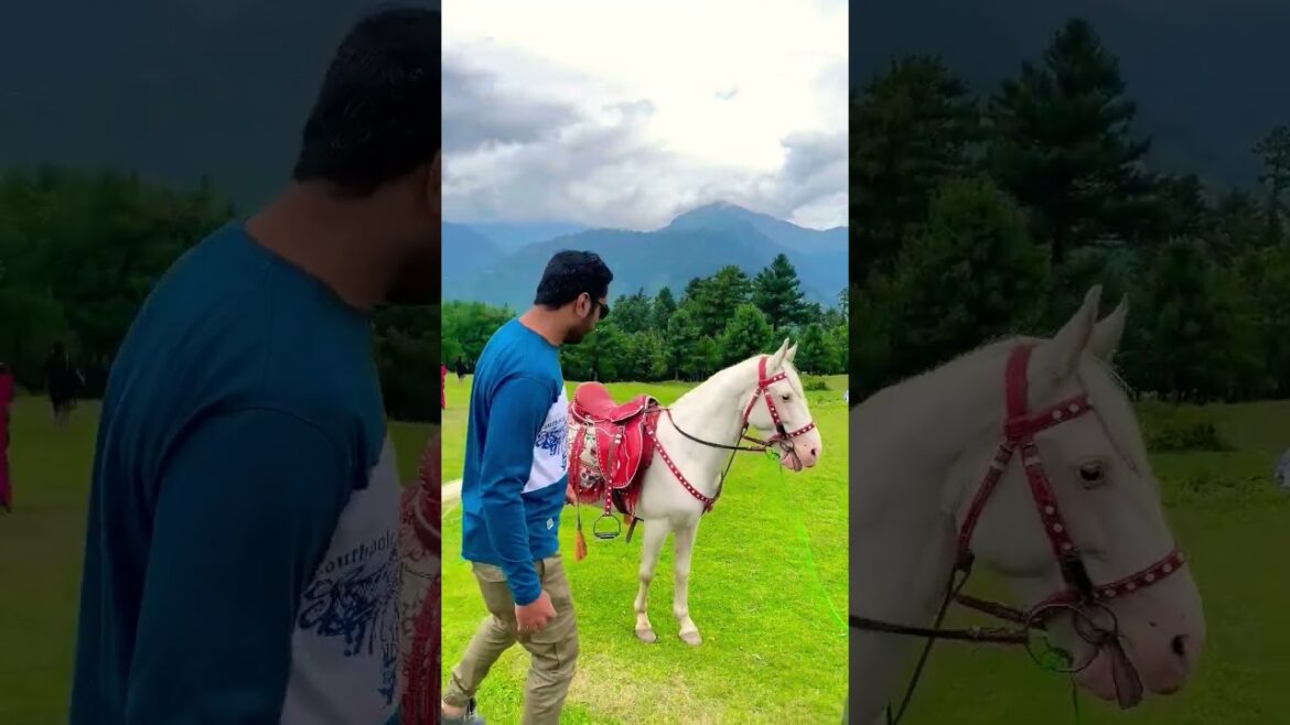 horse riding shogran | views of shogran #horse #shogran #youtubeshorts #shortvideo