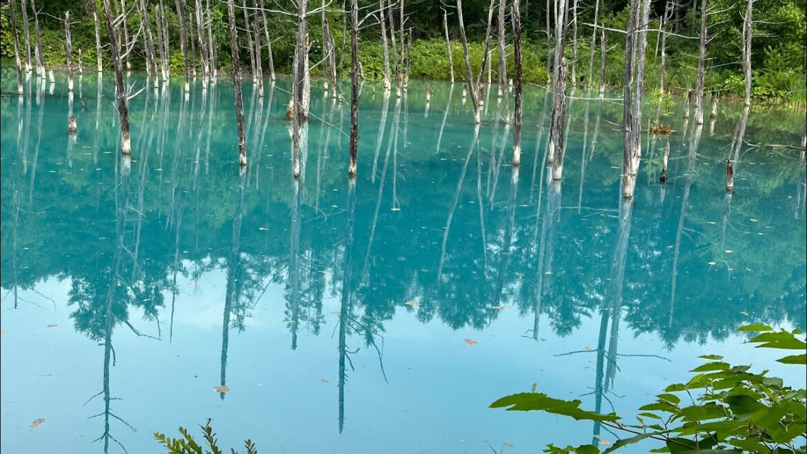 Shirogane Blue Pond Walk (crowded!) #walkingtour #japanwalkingtour #japanwalk #青い池