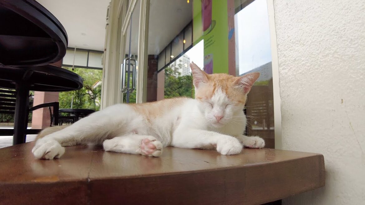 【4K】マニラ都市部 マカティを散歩 Walk on Makati in Manila,Philippines【2023】 【4K】マニラ都市部 マカティを散歩 Walk on Makati in Manila,Philippines【2023】