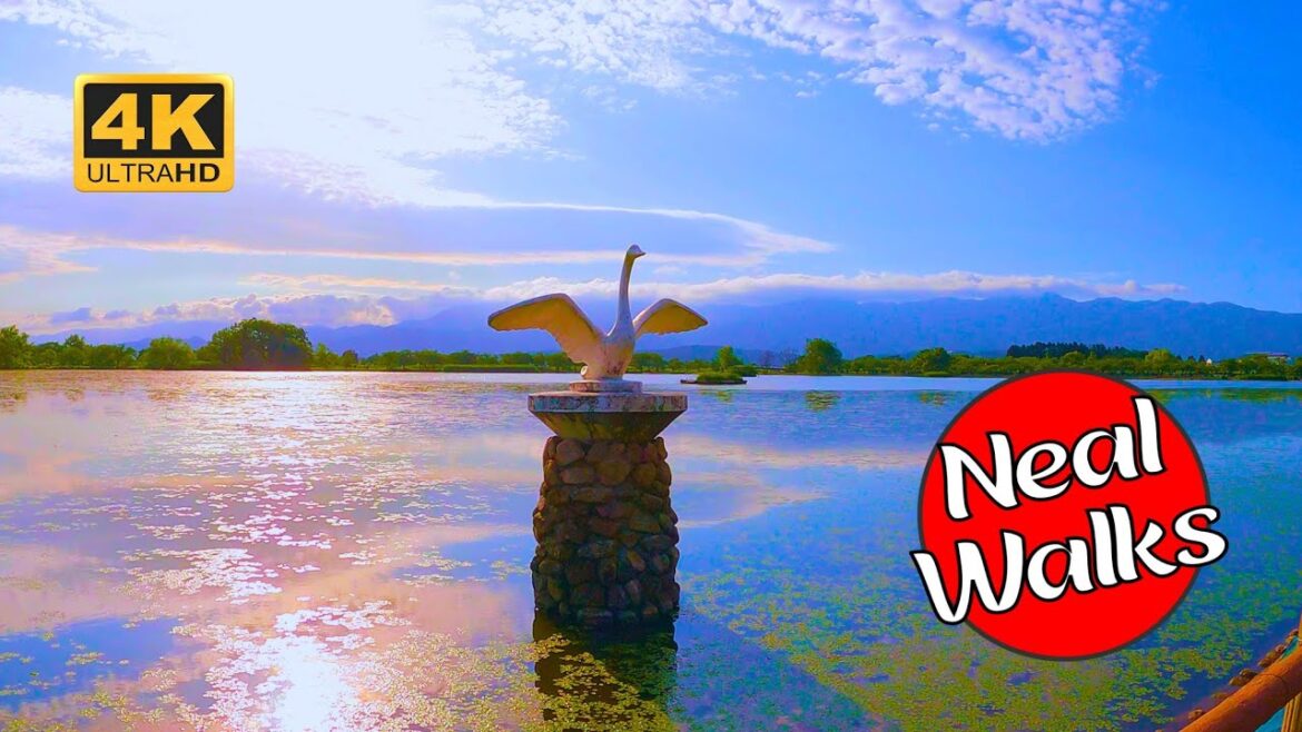 Exploring Japan's Enchanting Swan Lake [4K 60FPS]