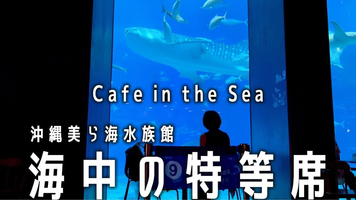 【美ら海水族館の特等席】特別席からの眺め｜カフェオーシャンブルー｜沖縄美ら海水族館