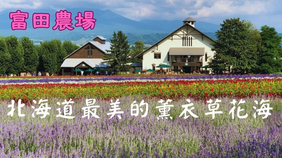 北海道旅遊.富良野.富田農場.浪漫的薰衣草花海【2023 Jul.北海道之旅】Japan
