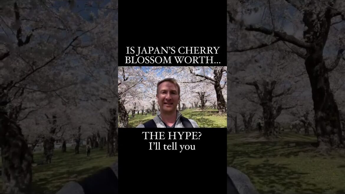So the question is would you travel all the way to Japan to see the cherry blossom? Answer is yes So the question is would you travel all the way to Japan to see the cherry blossom? Answer is yes