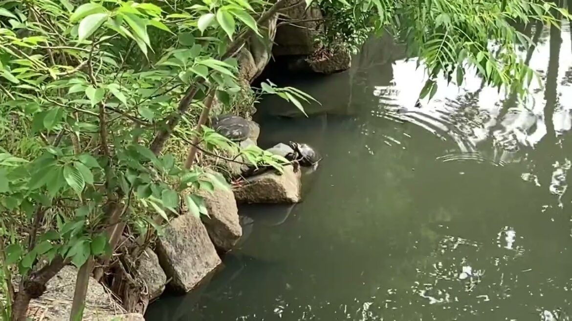 🇯🇵You can’t miss out on this Temple on your Osaka Trip
