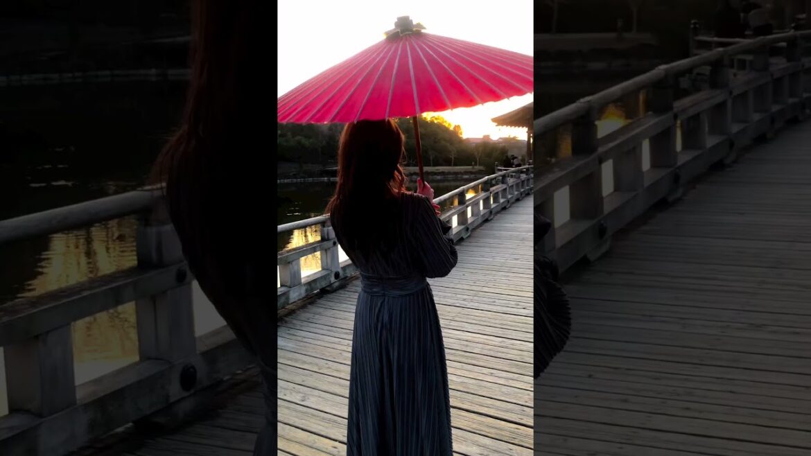 #japan #short #shorts #travel #vacation #explore #globetrotter #monde #shortsfeed #japanese