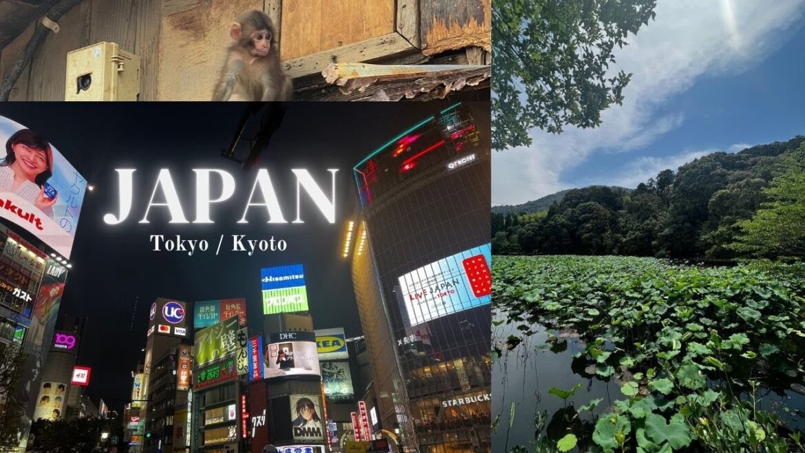 sleepless in Shibuya Tokyo / energy absorption in Arashiyama Kyoto sleepless in Shibuya Tokyo / energy absorption in Arashiyama Kyoto