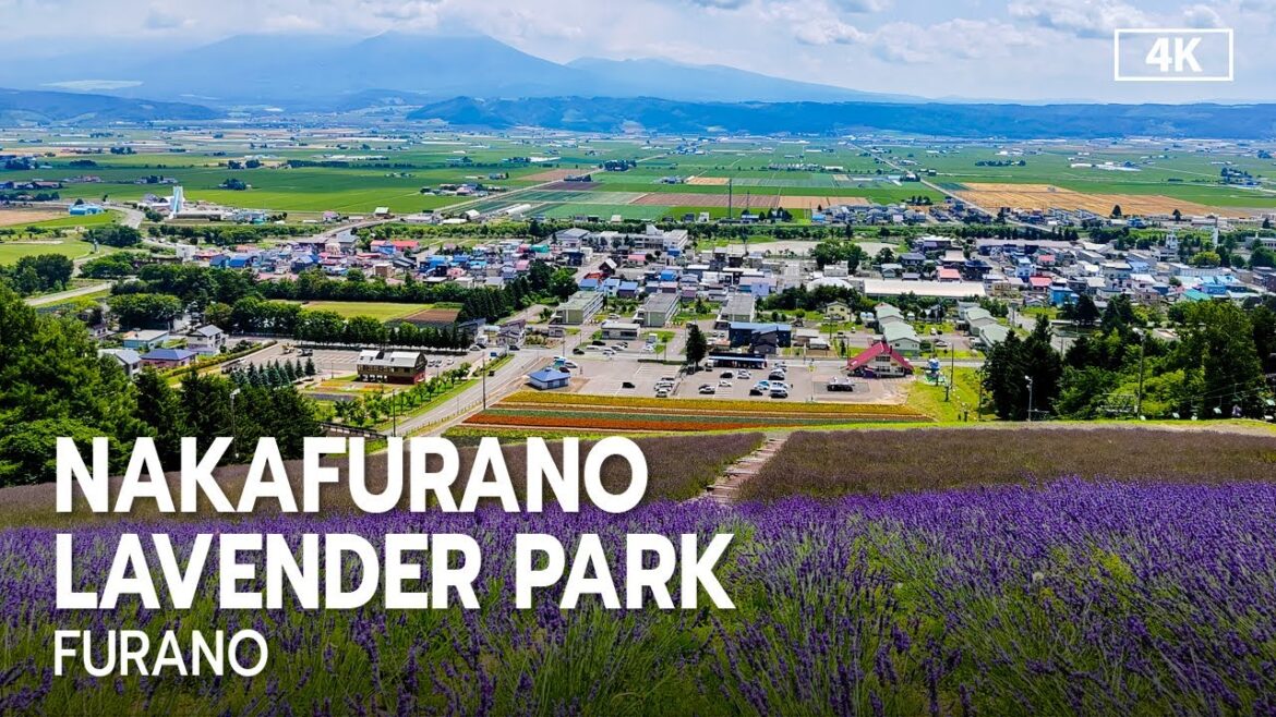 Nakafurano Lavender Field Chair Lift Tour in Hokkaido, Japan [4K]
