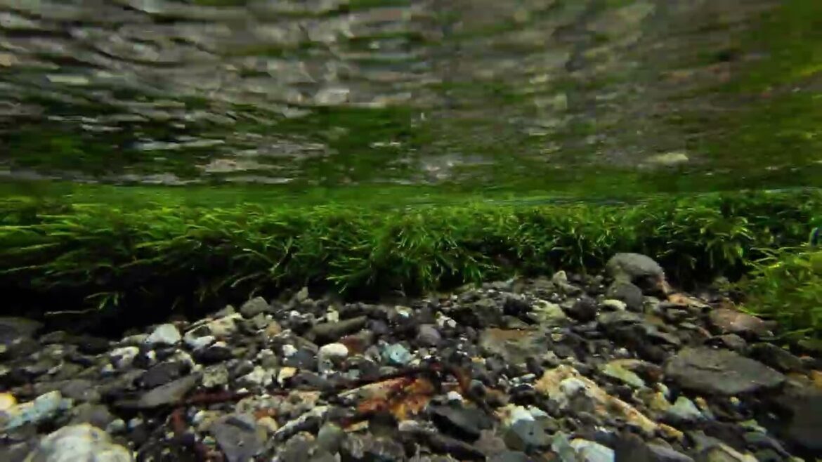 [4K] Japan Alps Kamikochi (Nagano, Japan) #5  _ [自然音 定点映像] 上高地 (長野) ​⁠