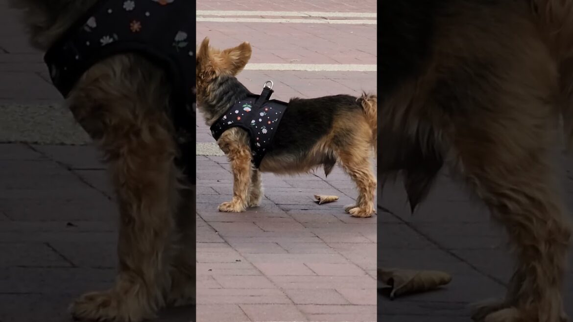 YORKSHIRE TERRIER LOOKING FOR WELSH CORGI POODLE AKITA