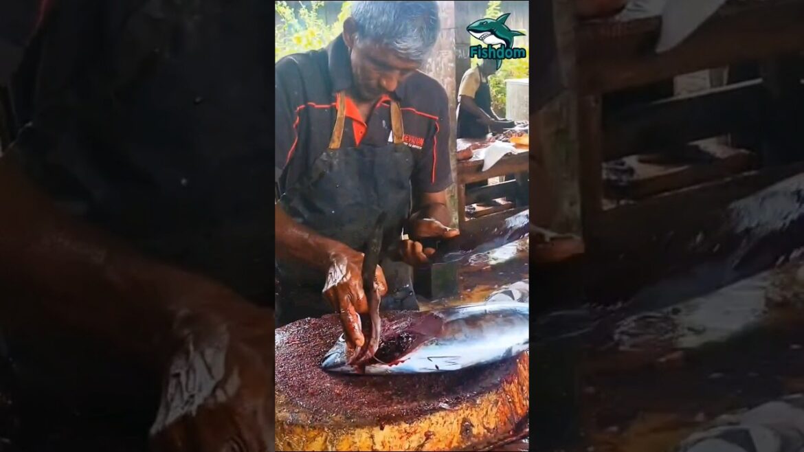Amazing π² ! Skipjack tuna fish cutting #fishcuttingskill #fishcutting #fish #skipjacktuna #skipjack Amazing π² ! Skipjack tuna fish cutting #fishcuttingskill #fishcutting #fish #skipjacktuna #skipjack