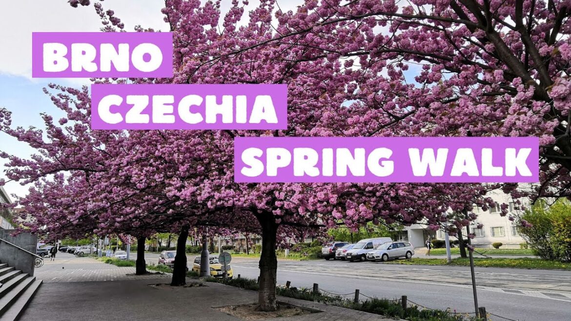 [4K] 🇨🇿 #Brno, Czech Republic | Spring Walk | 🌸 #CherryBlossom | City Center Tour | April 2022