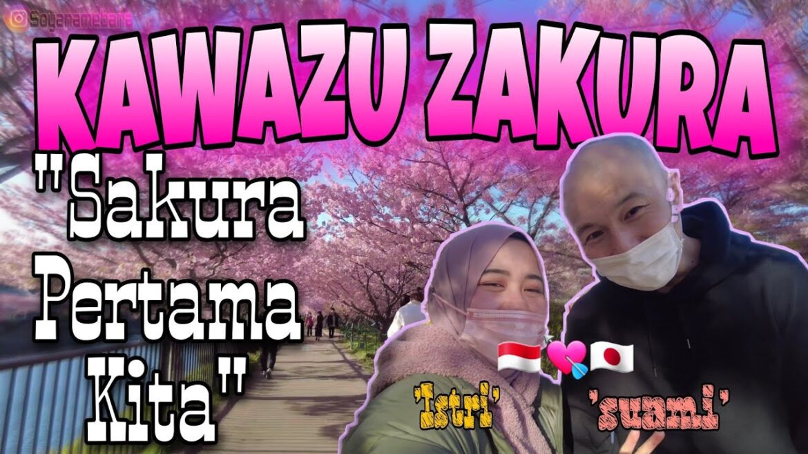Wisata Sakura Terindah Di Jepang | Kawazu Sakura | DJI Pocket 2 Wisata Sakura Terindah Di Jepang | Kawazu Sakura | DJI Pocket 2