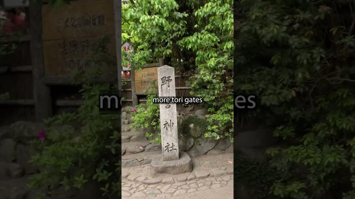 🎋 Don't miss Kyoto's Bamboo Forest 🇯🇵🎋