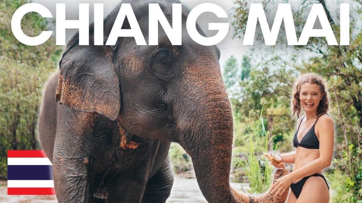 BEST THING TO DO in Chiang Mai Thailand😍🐘 BEST THING TO DO in Chiang Mai Thailand😍🐘