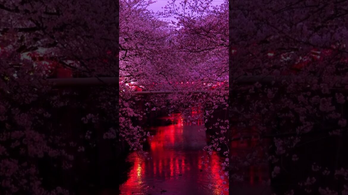 Travel to Japan – Escape to the Land of the Rising Sun: Exploring the Magic of Japan #shorts Travel to Japan - Escape to the Land of the Rising Sun: Exploring the Magic of Japan #shorts