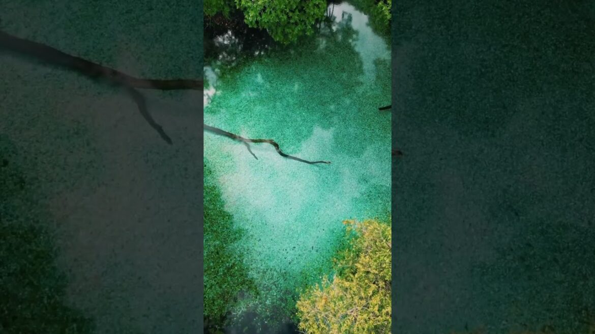 📍 Arroyo Salado, Dominican Republic #shorts #vacation #travel