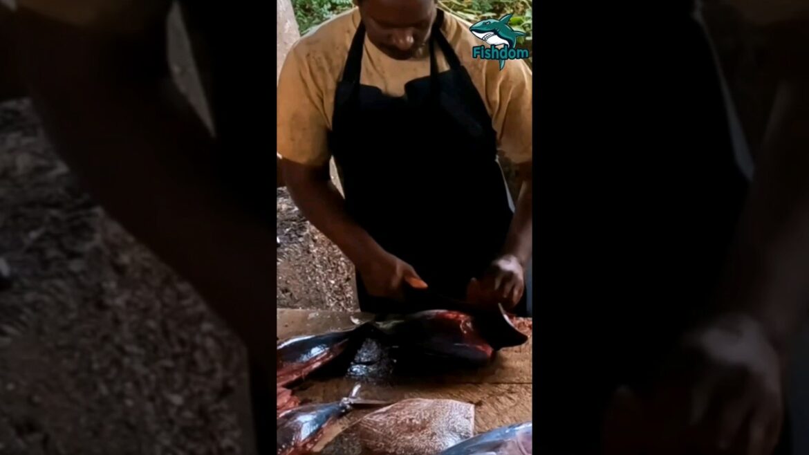 Quickkk π² ! Skipjack tuna fish cutting #fishcuttingskill #fishcutting #fish #skipjacktuna #skipjack Quickkk π² ! Skipjack tuna fish cutting #fishcuttingskill #fishcutting #fish #skipjacktuna #skipjack