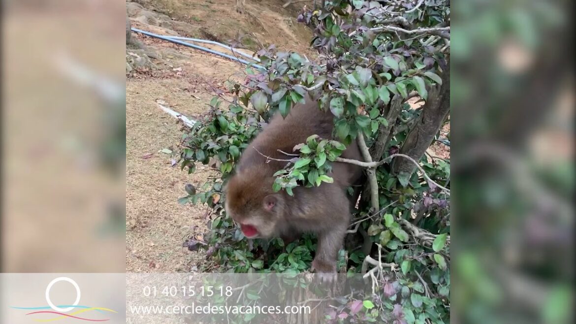 Voyage Corée Japon - Emmanuel