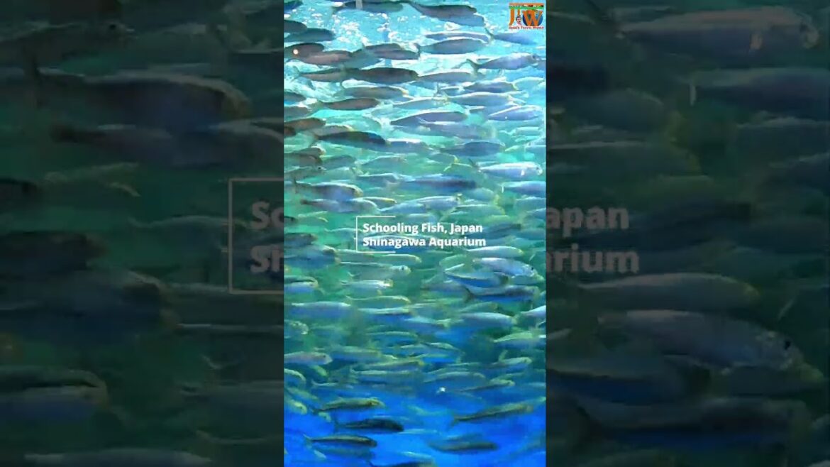 Schooling Fish At Shinagawa Aquarium Yokohama Japan, സ്കൂൾ മത്സ്യം ഷിനഗാവ അക്വേറിയം ജപ്പാൻ