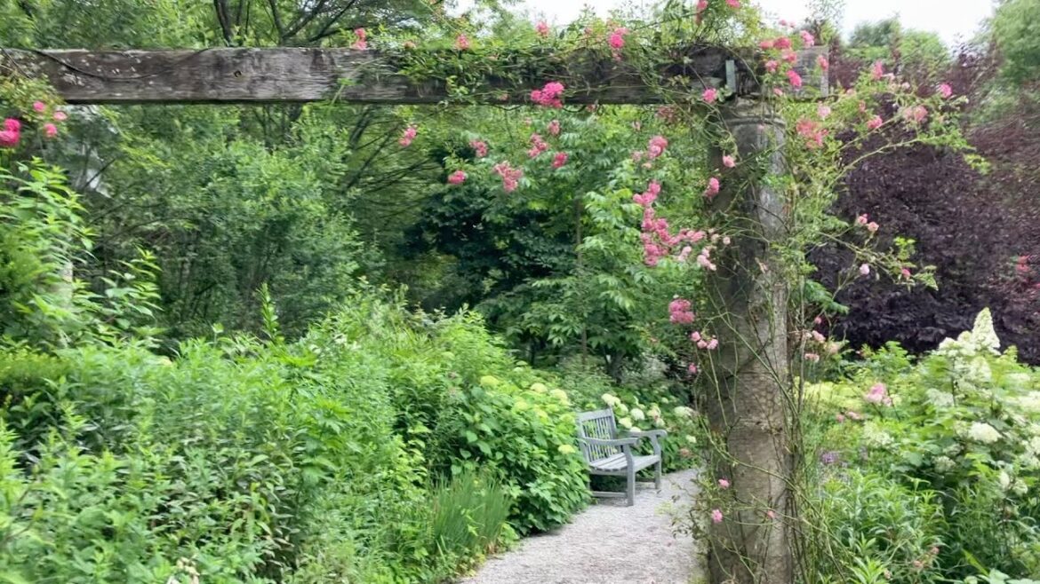 蓼科高原バラクライングリッシュガーデン 薔薇とアナベル 2023年 7月 8日 蓼科高原バラクライングリッシュガーデン 薔薇とアナベル 2023年 7月 8日