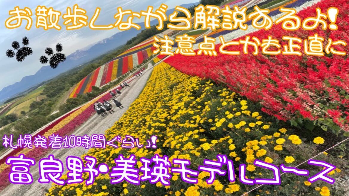 [4k]お散歩しながら富良野·美瑛の観光モデルコースをご紹介！食事場所や注意点なども！ How to tour around Furano and Biei area. Hokkaido
