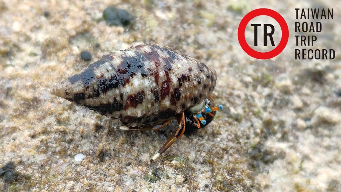 東之浜的寄居蟹｜東の浜のヤドカリ｜日本沖繩縣宇流麻市伊計島｜Hermit Crab of Okinawa｜Uruma｜Yonashiroikei｜Ikei Island｜JAPAN｜4K 60 FPS