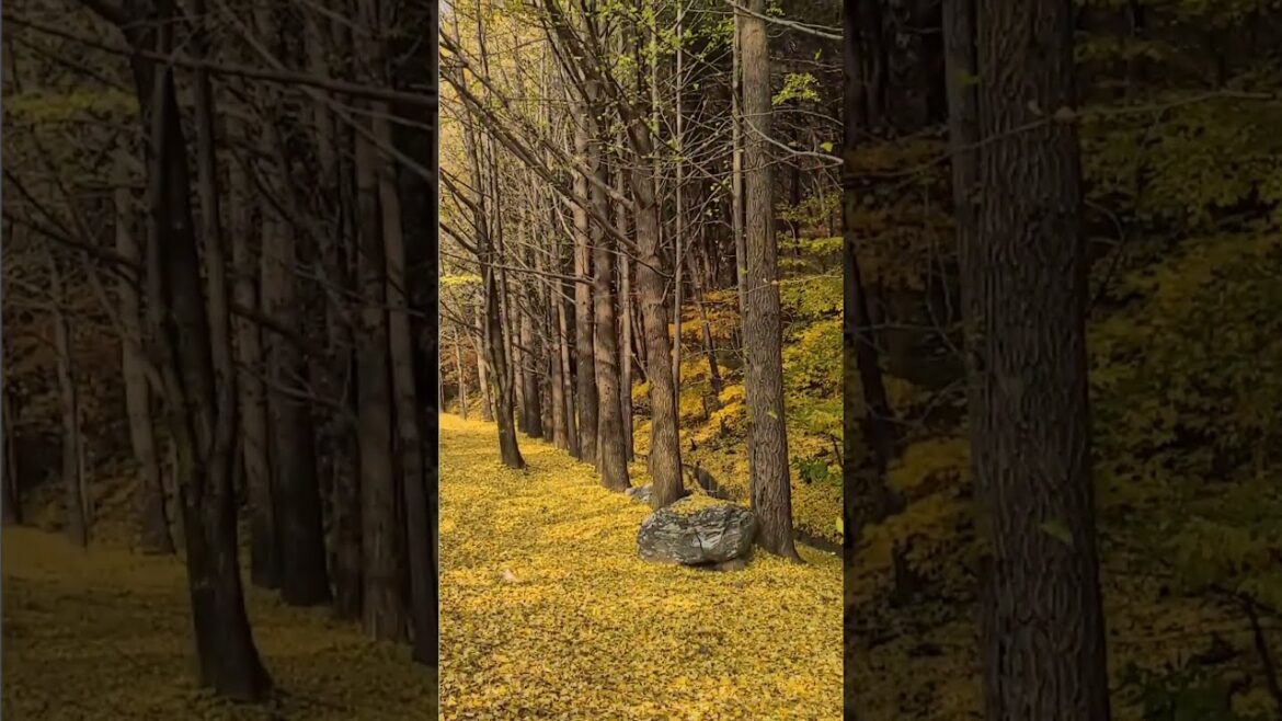 한국의 가을 Autumn in Korea