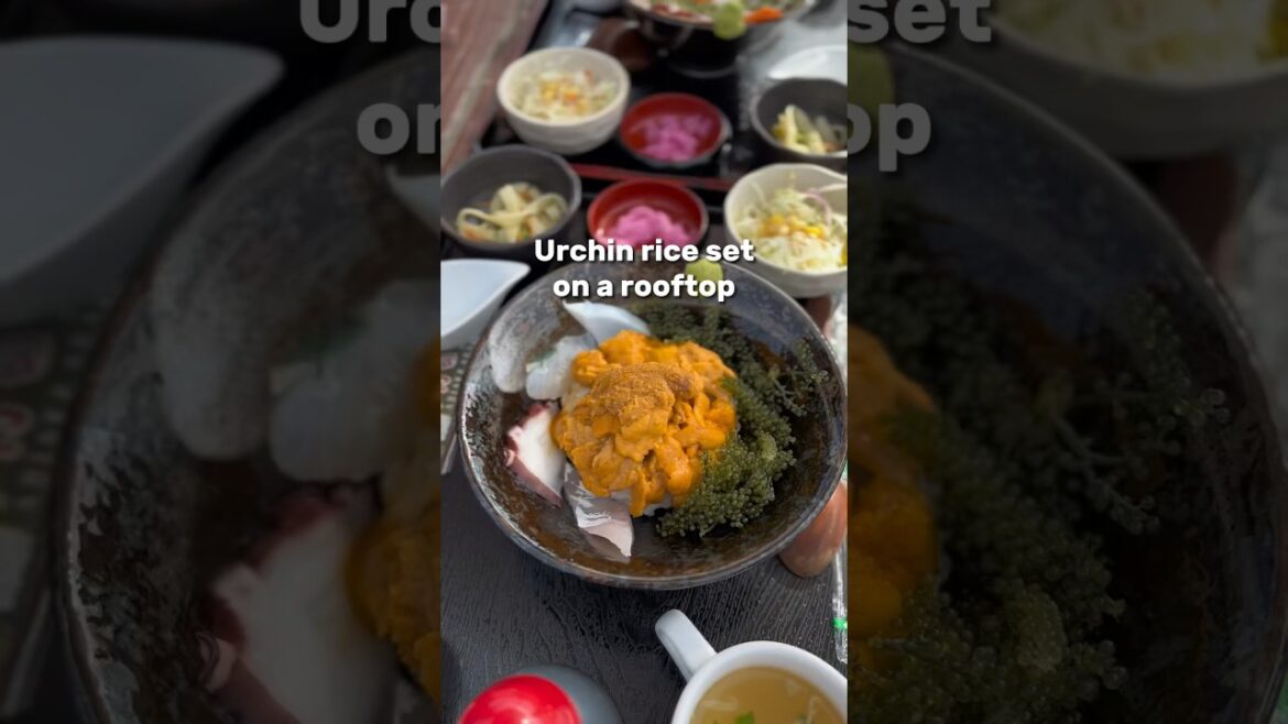 Urchin Rice Set on Kouri Island沖繩古宇利島美食 錦屋 海膽丼飯 ショクジドコロニシキヤ #okinawa #japan #travel #food Urchin Rice Set on Kouri Island沖繩古宇利島美食 錦屋 海膽丼飯 ショクジドコロニシキヤ #okinawa #japan #travel #food