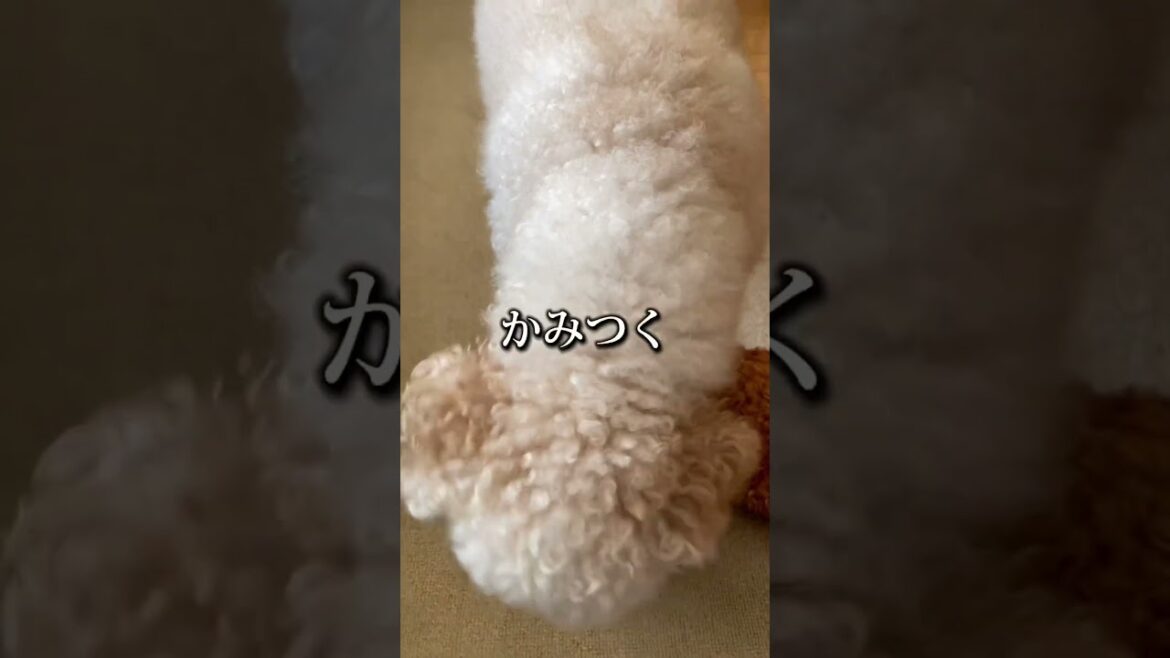 ゲームセンターの犬「動きだした わんこvsトイプーのフク」戦闘シーン #shorts